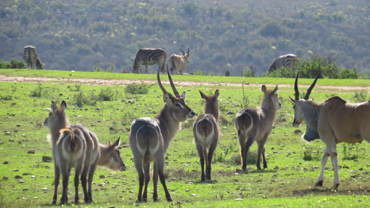 Garden Route Game Lodge Albertinia Εξωτερικό φωτογραφία