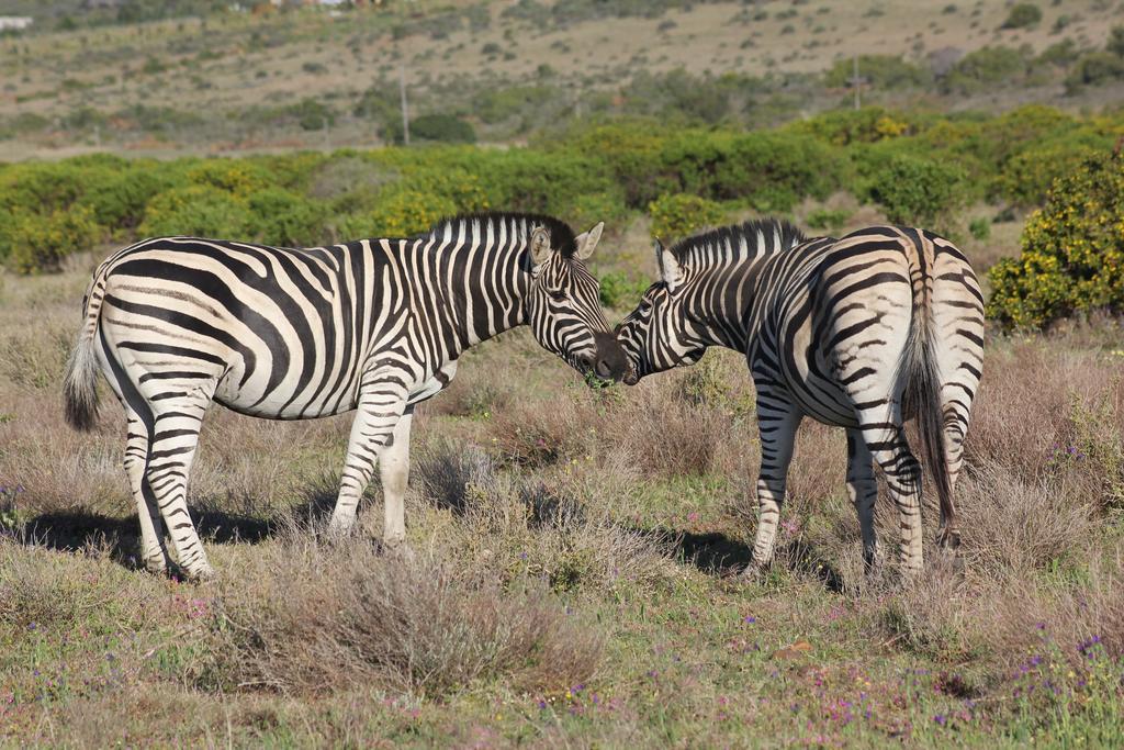 Garden Route Game Lodge Albertinia Εξωτερικό φωτογραφία