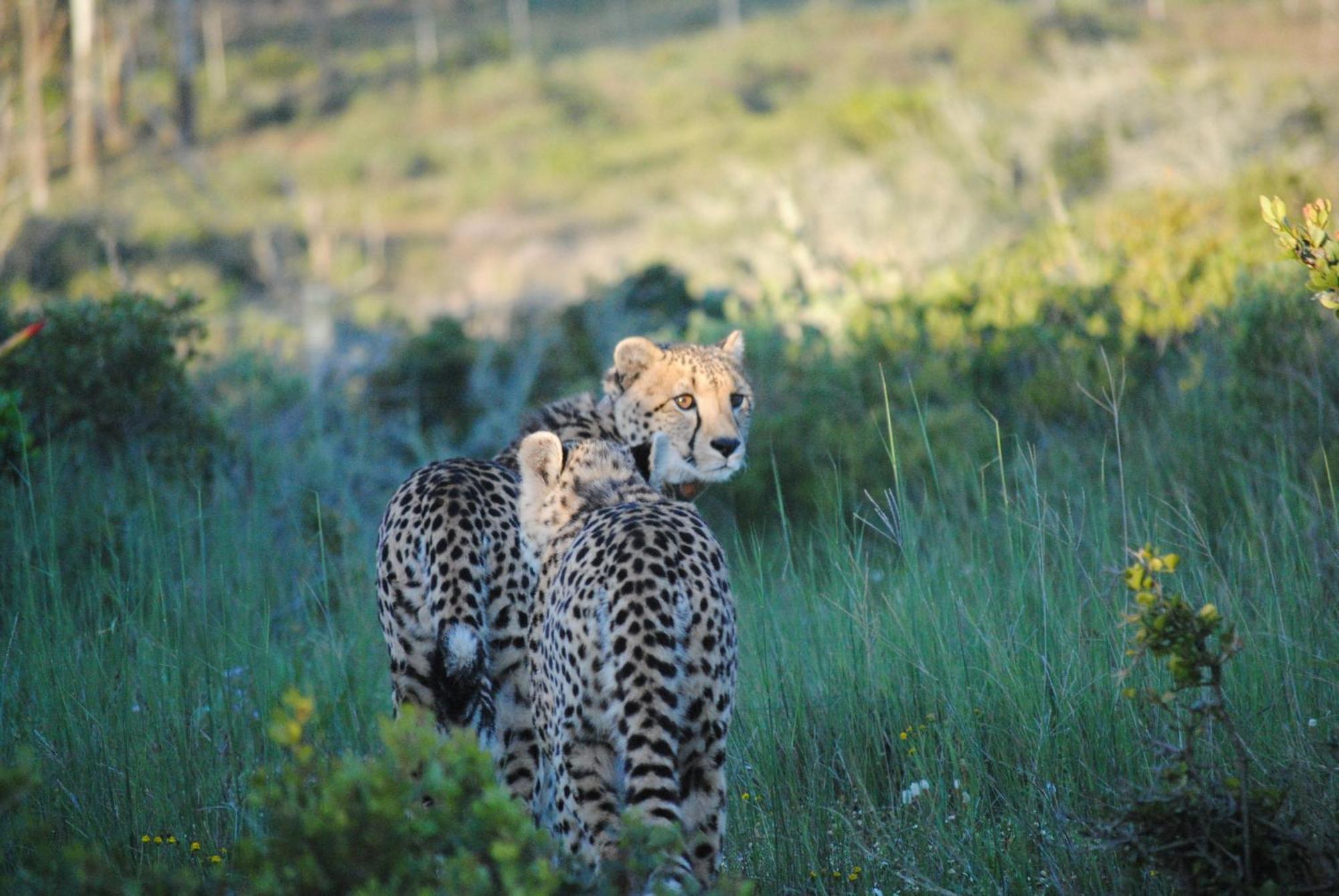 Garden Route Game Lodge Albertinia Εξωτερικό φωτογραφία