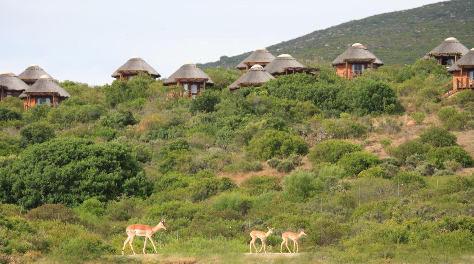 Garden Route Game Lodge Albertinia Εξωτερικό φωτογραφία