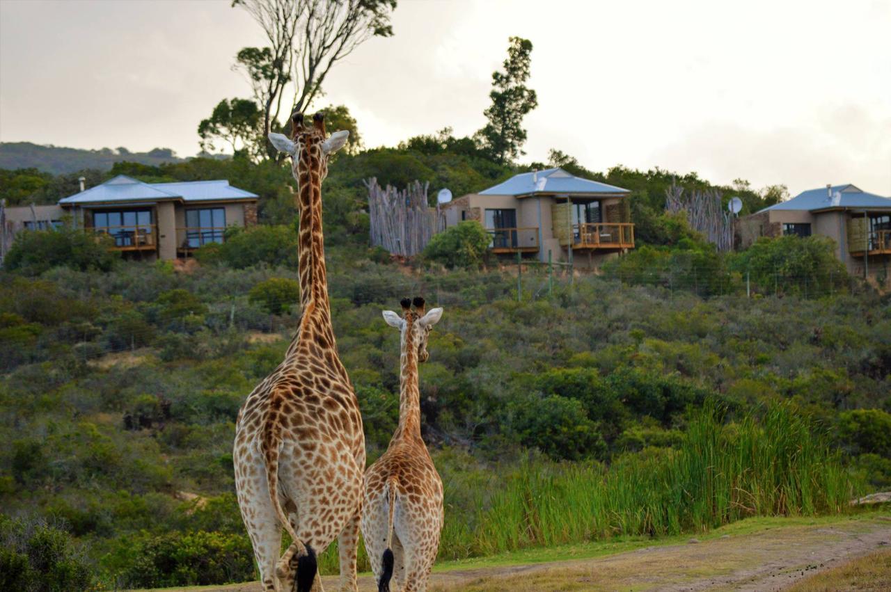 Garden Route Game Lodge Albertinia Εξωτερικό φωτογραφία
