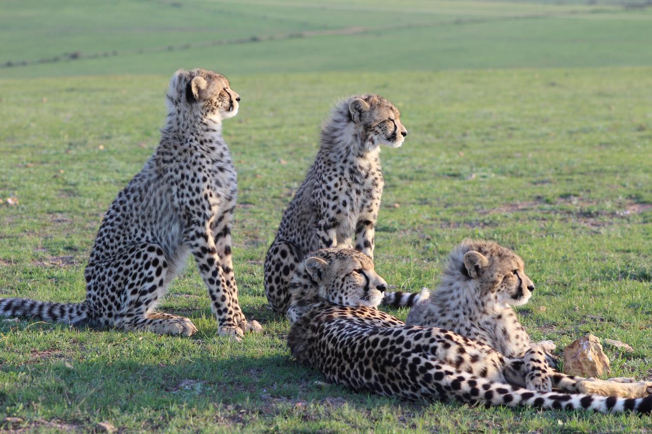 Garden Route Game Lodge Albertinia Εξωτερικό φωτογραφία